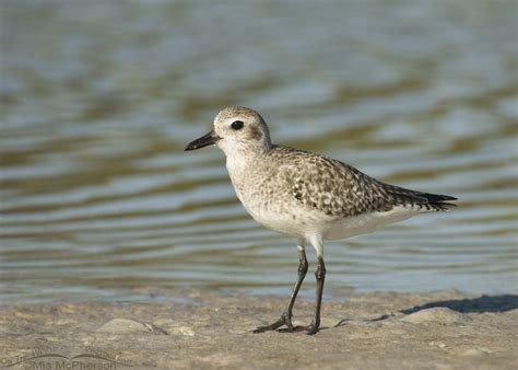 Shorebirds A Bird Watchers Guide John R Cammidge