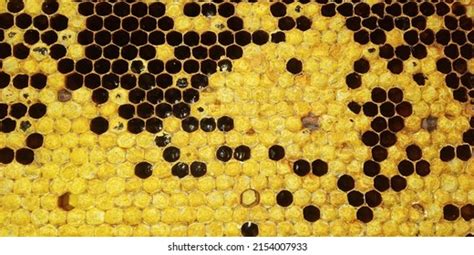 Natural Honey Bee Hive Structure Stock Photo 2154007933 | Shutterstock