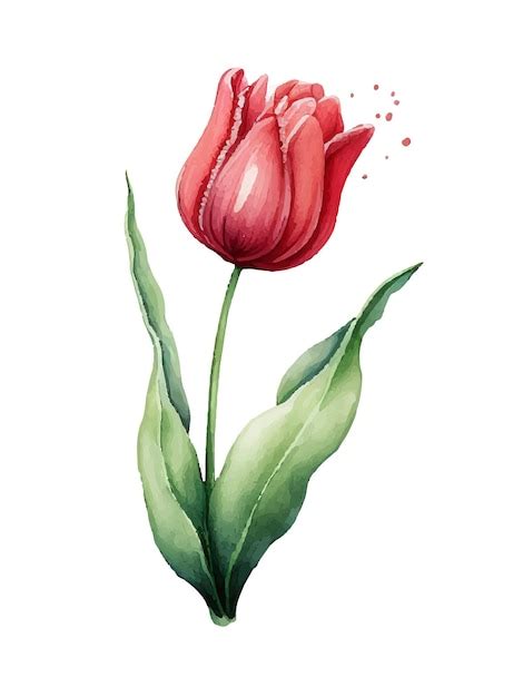 Vektor Aquarell Fr Hling Rote Tulpen Illustrationssatz Premium Vektor