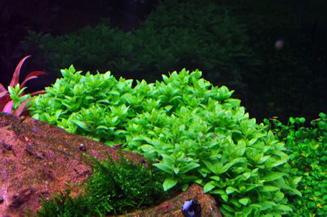 Staurogyne repens - Tropica Aquarium Plants