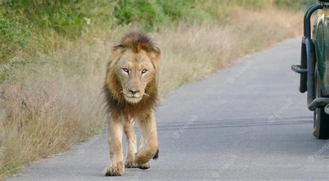 Premium Photo Group Of Lions Resting On The Road Male Lion Walking