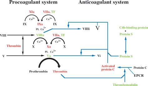 Blood Coagulation And Its Regulation By Anticoagulant Pathways Genetic