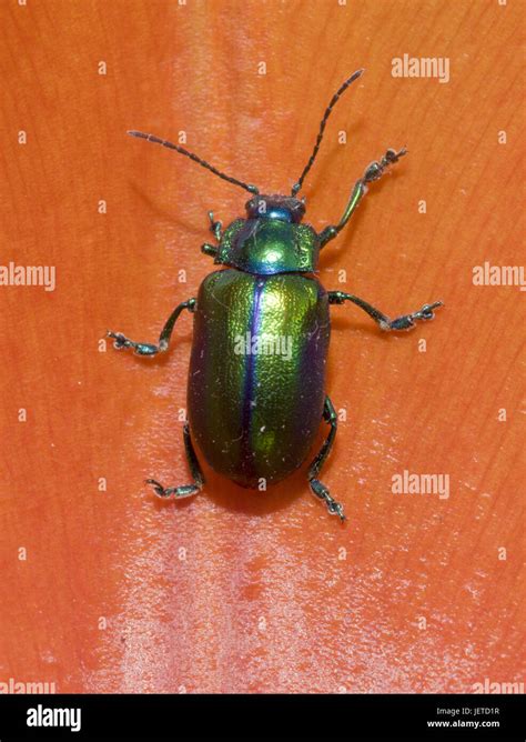 Leaf Beetle Petal Stock Photo Alamy