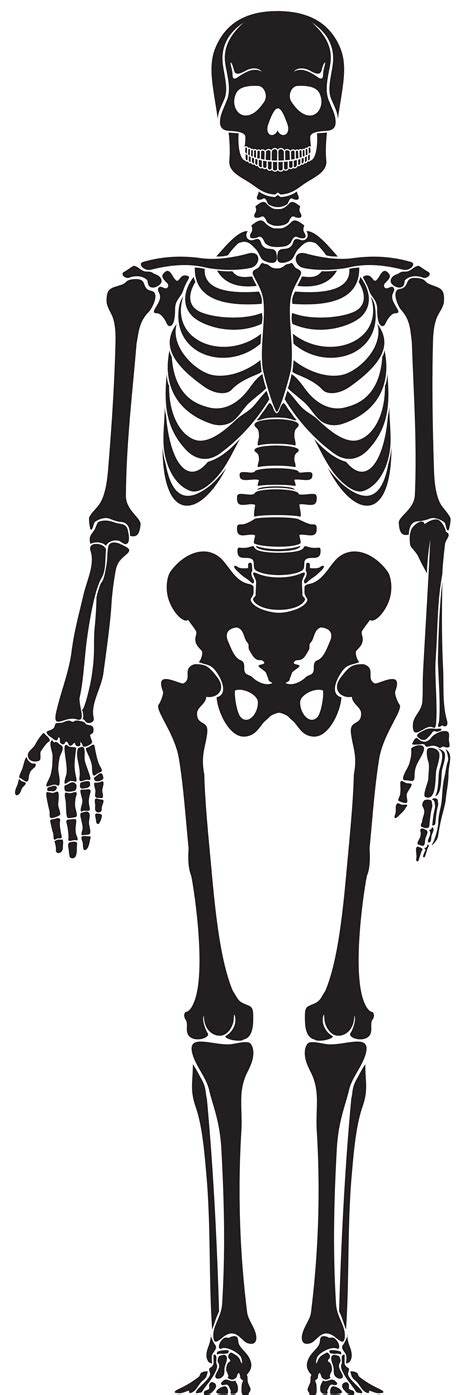 Human skeleton Skull - stump png download - 2717*8000 - Free ...