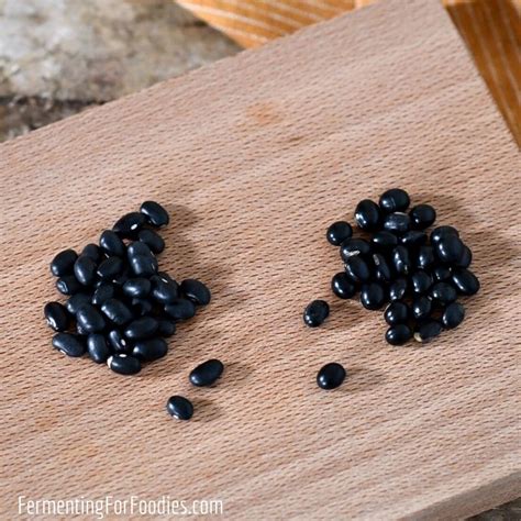 Fermented Black Beans (Simplified Douchi) - Fermenting for Foodies