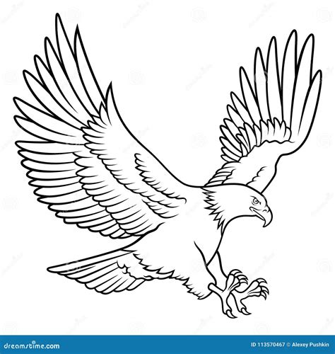 Bald Eagle 009 stock vector. Illustration of bald, american - 113570467