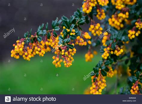 Berberis Darwinii Compacta Orange Flowers Flower Evergreens Shrubs