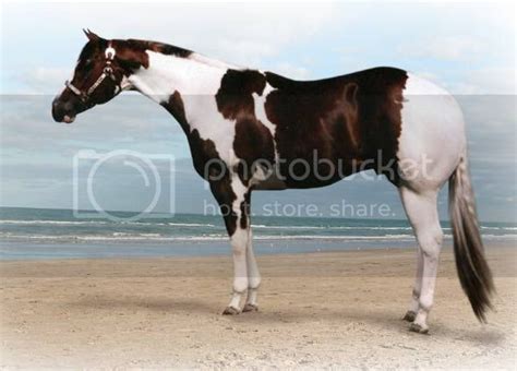 Equine Genetics: Tobiano