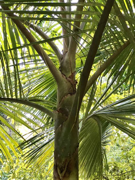 archontophoenix alexandrae alexander palm  community  coastal