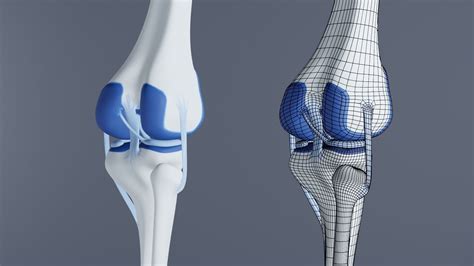 Knee Joint 3d Model Cgtrader