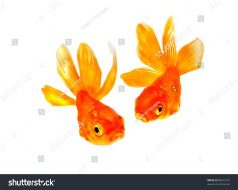 Pair Of Tropical Fish Looking Front-View . Goldfish Closeup . Isolated ...