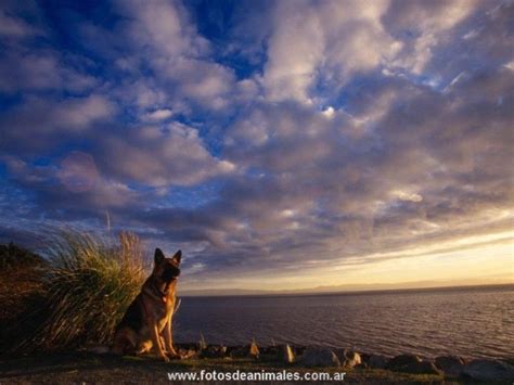 Fotos de animales domesticos