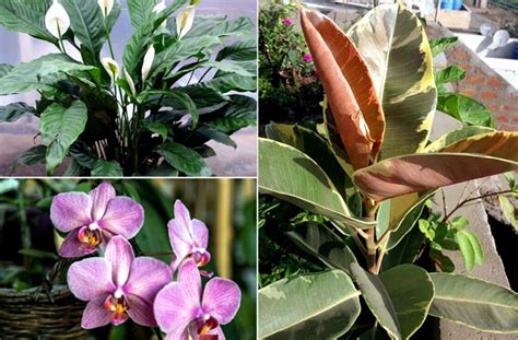 Best Feng Shui Plants For Your Good Fortune Houseplant Naturebring