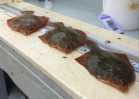 Winter Flounder Spawning Habitat Study | Mass.gov