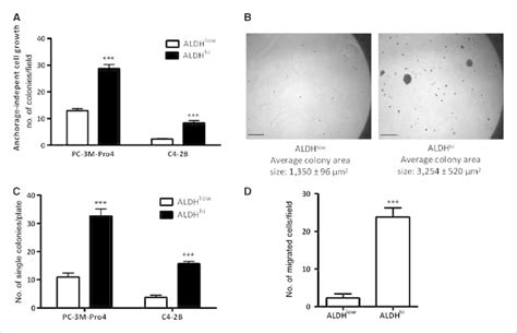 ALDH Hi Prostate Cancer Cells Show Enhanced Cell Growth Colony