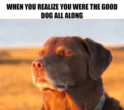 These funny dog memes will cheer you up from your quarantine blues – Film Daily