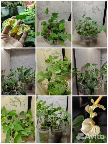 Антуриум Ванилла, Ариса Пинк, Блэк купить в Вологде | Товары для дома и ...