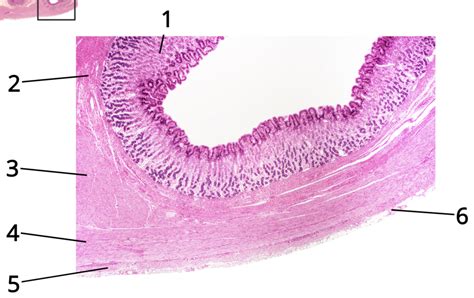 Stomach Histology Diagram Quizlet