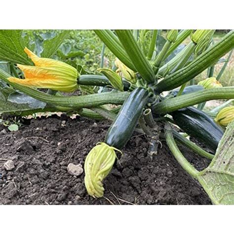 100 Seeds Dark Green Zucchini Squash Seeds Vegetable Seed Heirloom Non