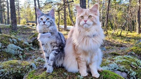 Happy Maine Coon Cats On A Beautiful Day In The Forest Youtube