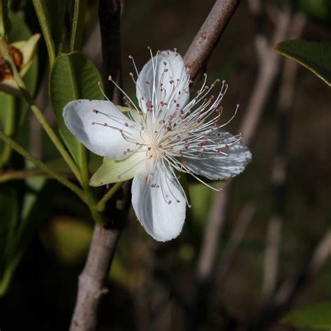 Cereja Do Rio Grande Eugenia Involucrata Br