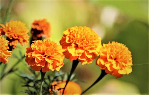 10 Loài Hoa đẹp Nhất Thế Giới Và ý Nghĩa Của Từng Loài. - Swift247 