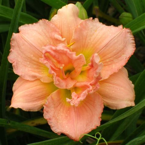 Daylily Bulbs Hemerocallis Fulva Long Flowering Period Daylily Bulbs