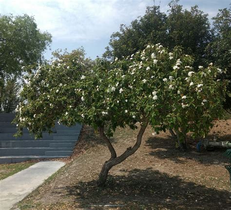 Rbol Anacahuita La Joya Verde De Monterrey Conciencia Ecol Gica