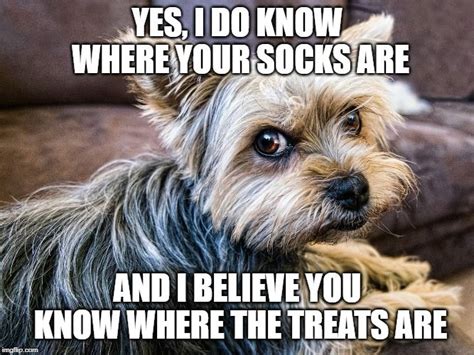 Dog Treats Meme | Funny dog memes, Funny dogs, Dog memes