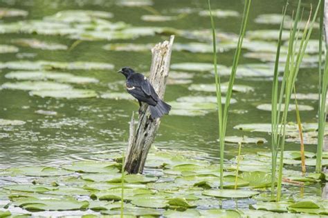 Free Images Water Nature Bird Pond Wildlife Green Red Winged