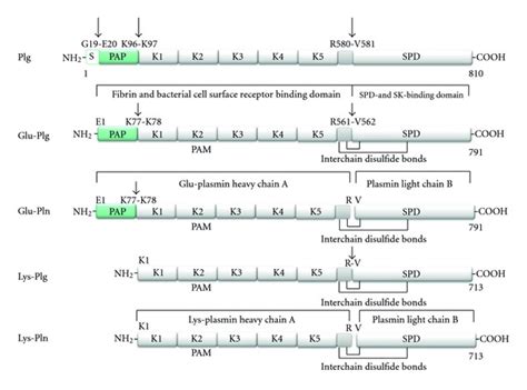 Structural domains of human plasmin(ogen) forms. Human plasminogen is... | Download Scientific ...