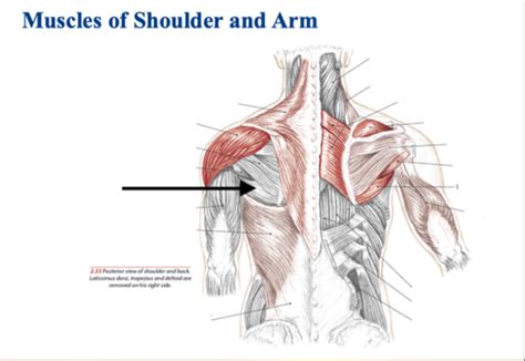 Flashcards Shoulder Myology Quizlet