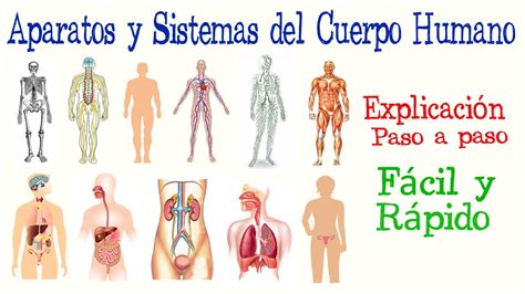 Cu Les Son Los Sistemas Del Cuerpo Humano Escuela Particular Arrayan