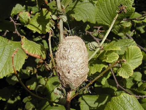 Ceanothus Silk Moth– Identification, Life Cycle, Facts & Pictures