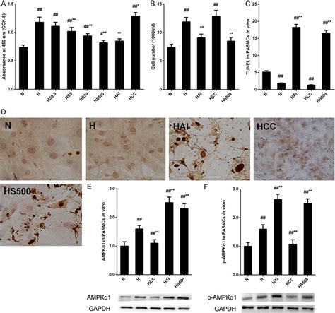 The Effects Of Salidroside And Hypoxia On Proliferation And Apoptosis