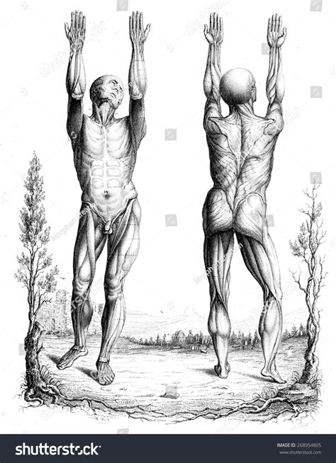 18,639 Old anatomy drawings Images, Stock Photos & Vectors | Shutterstock