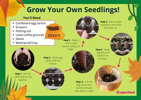 How To Grow Seedlings Upschool Co Resource Centre