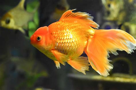 Goldfish Prices 2024 Purchase Cost Supplies Food And More A Z