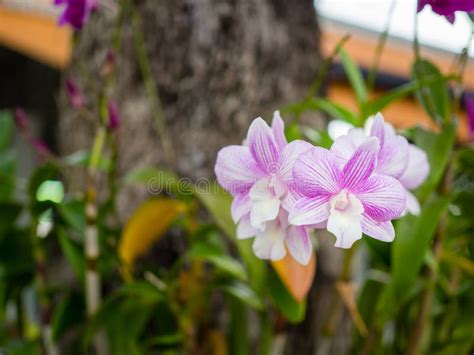 Beautiful Thai orchids stock image. Image of pretty - 160466609