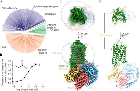 Structural Basis Of Odorant Recognition By A Human Odorant Receptor