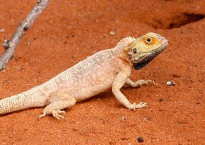 REPTILES Kalahari Trails