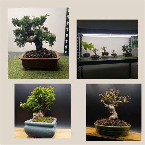 Rare Japanese Bonsai, Furniture & Home Living, Gardening, Plants ...