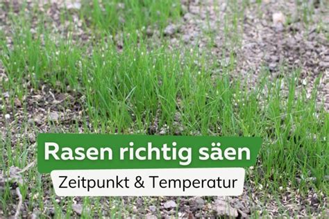 Rasen S En Wann Ist Der Beste Zeitpunkt Ideale Temperatur