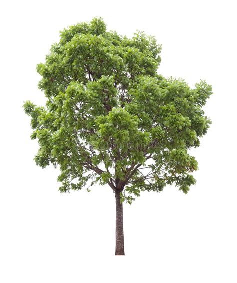 Isolated Mahogany Tree On White Background For Landscape Design Stock