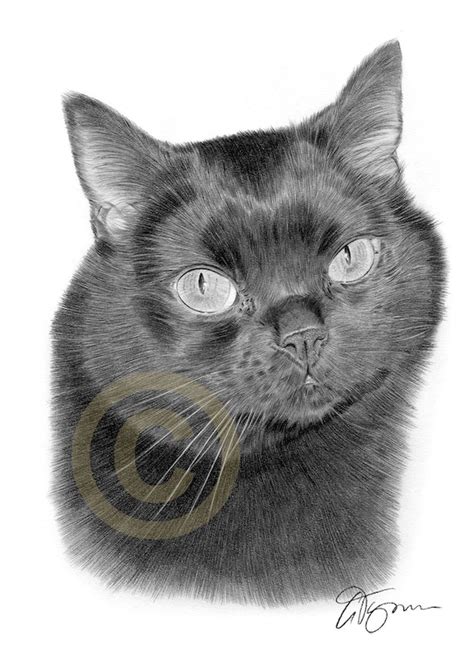 Black Cat Pencil Drawing Print Artwork Signed by Artist Gary | Etsy