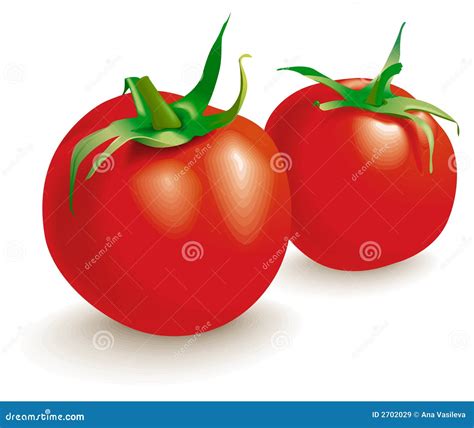 Two Tomatoes Vegetables Vector Stock Vector Illustration Of Green