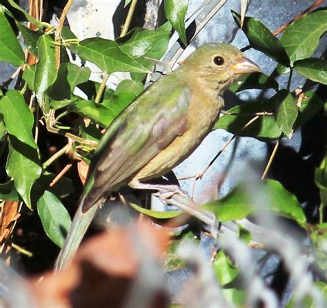 Painted Bunting Passerina Ciris Sep Ca Riv Co F Flickr