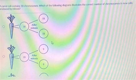 Solved A Carrot Cell Contains Chromosomes Which Of The Following