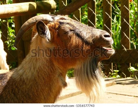 Portrait Billy Goat Goat Beard Stock Photo 1316577743 | Shutterstock