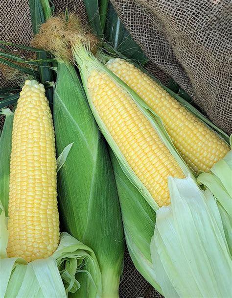 Sweetcorn Seeds Uk Bite Into Summer Bliss Easy Grow Varieties For